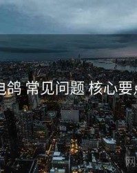 电鸽 常见问题 核心要点